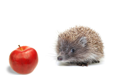 hedgehog and apple