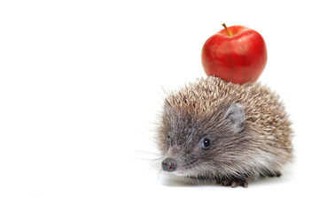 hedgehog and apple