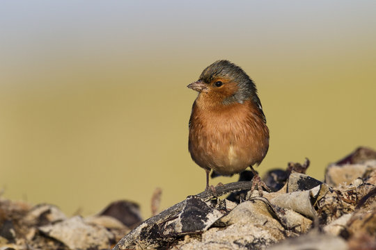 Buchfink (Fringilla coelebs)