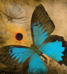 old grunge butterfly paper texture background