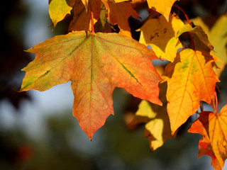 HerbstLaub