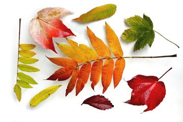 Colorful autumn leaves