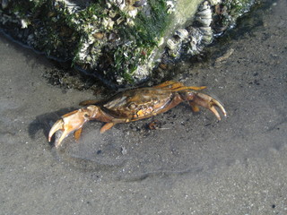 Krabbe Krebs Crab am Strand