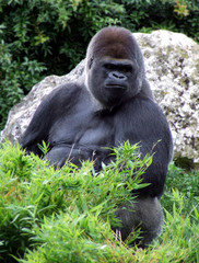 gorille