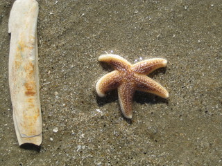 Seestern Sea Star Starfiish © sefu74