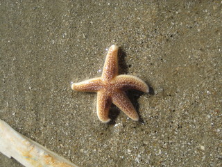 Seestern Sea Star Starfiish © sefu74
