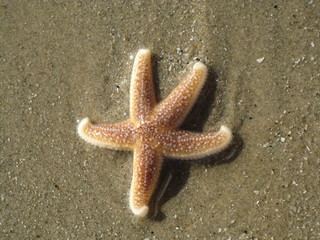 Seestern Sea Star Starfiish © sefu74