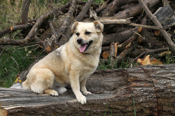 Mischlingshund auf einem Holzstamm