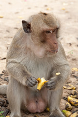Affe isst Banane