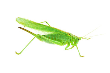 locust