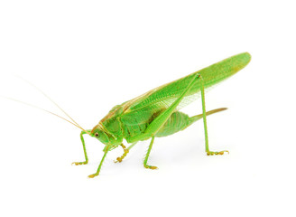 grasshopper