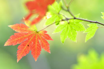紅葉