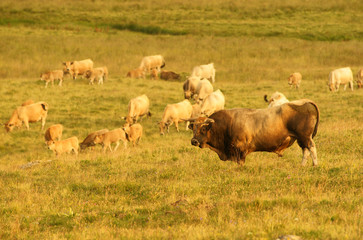 Animal ferme vache 63