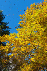Obraz premium Tree During the Autumn
