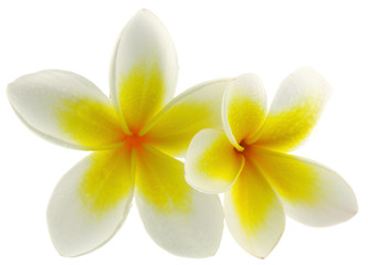 Fototapeta na wymiar frangipani kwiaty