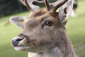Hirsch