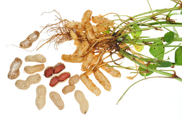 Groundnut Plant With Groundnuts Attached To The Roots