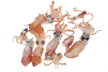 Steamed Squids On White background