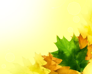 Autumn leaves for design