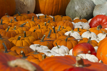 2010_pumkinfield