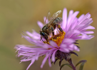 flower, bee