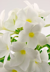 Fototapeta na wymiar dziewiczy białe kwiaty frangipani