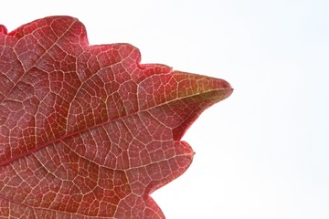 herbstlicher Hintergrund