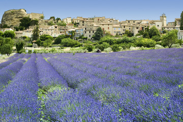 lavender fields hilltown provence france