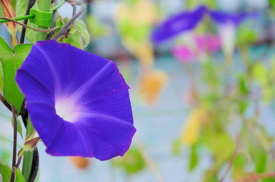 あさがお Images Browse 4 793 Stock Photos Vectors And Video Adobe Stock