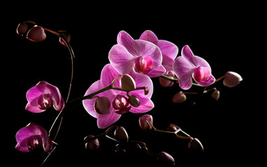 pink stripy backlit phalaenopsis orchid isolated on black - obrazy, fototapety, plakaty