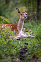 sika deer (lat. Cervus nippon) doe