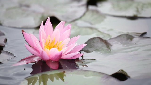 Pink lotuses on a pond