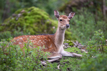 sika deer (lat. Cervus nippon) doe