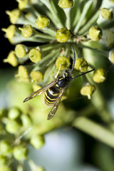 Wasp bee