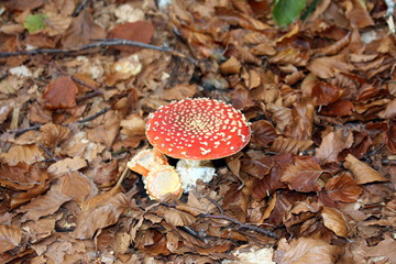 Amanita muscaria rossa nel bosco