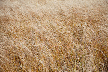 Texture yellow grass