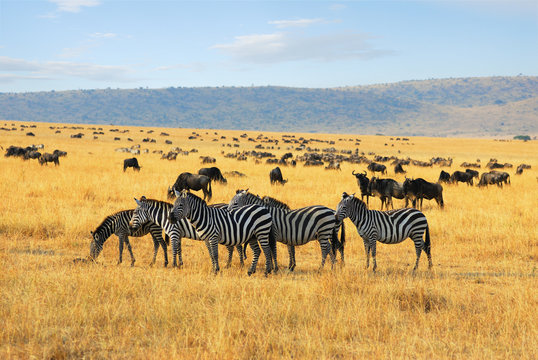 Fototapeta Zebras and antelopes wildebeest in the savannah