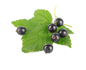 Black currant