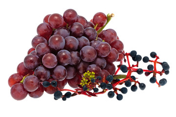 Weintrauben