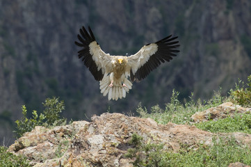 Egyptian vulture in flight