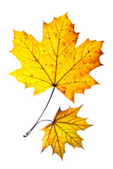 Obraz premium zwei Herbstblätter