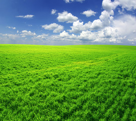 Obraz premium meadow