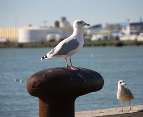 Mouette