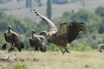 Griffon Vulture