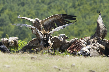 Griffon Vulture fight for food
