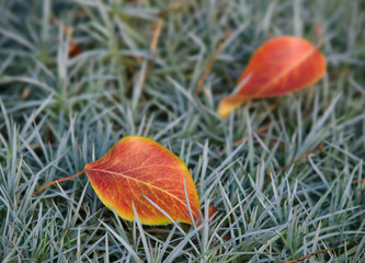leaves