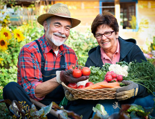 Senior couple with  a basket of harvested vegetables