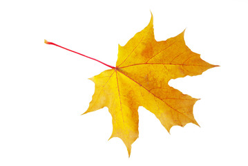 autumn maple leaf