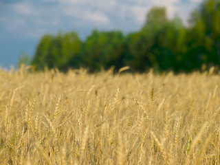 wheat fields