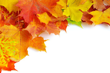 Fototapeta na wymiar autumn maple leafs